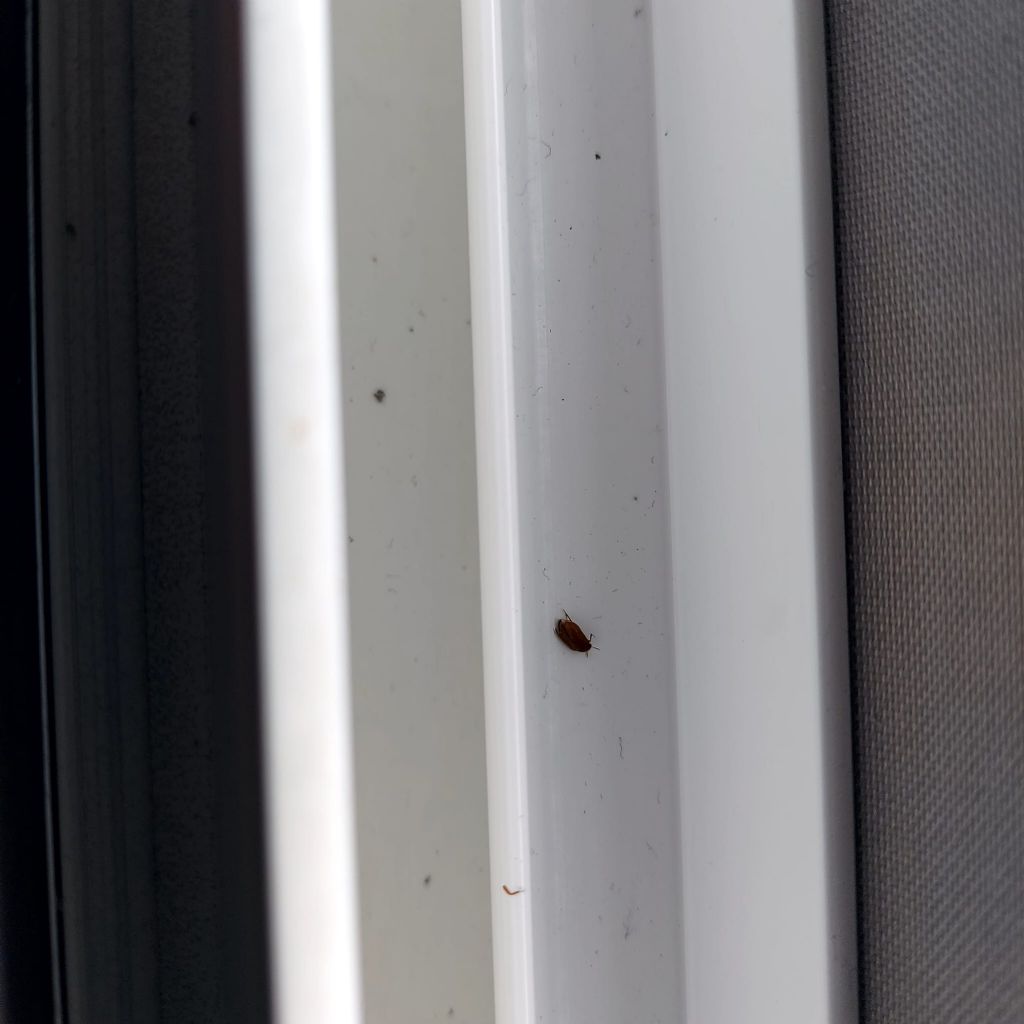 aiuto con identificazione insetti